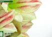 hippeastrum Ambiance ® (3)
